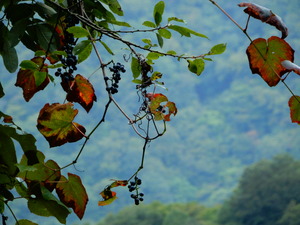 DSCN0454