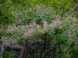 DSCN0711