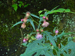 DSCN9313