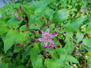 DSCN1906