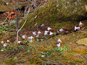DSCN0091