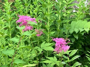 IMG_3716