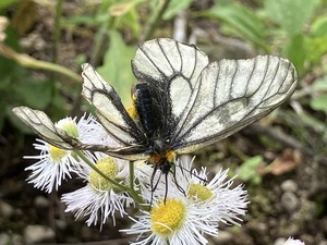 ウスバシロチョウ