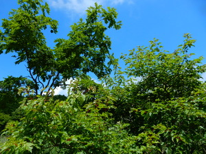 DSCN0598