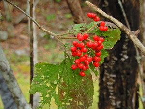 DSCN0145
