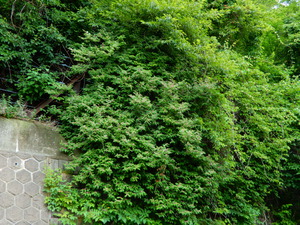 DSCN0285