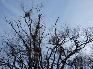 DSCN0271