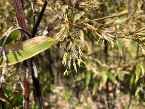 IMG_2582