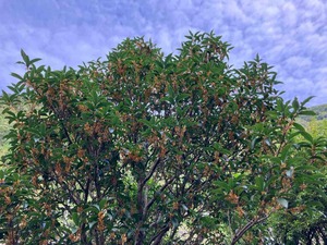 IMG_2711
