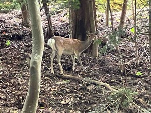 IMG_5804