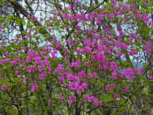 DSCN0035