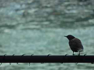 DSCN9984
