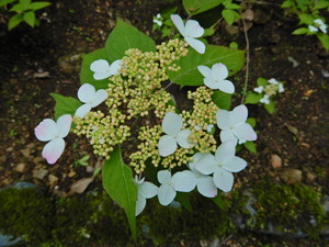 DSCN0069