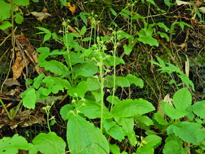 DSCN0246