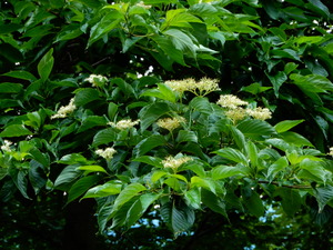 DSCN0332