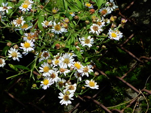 DSCN0666