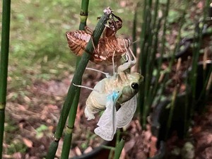 IMG_1605