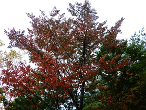 DSCN9369