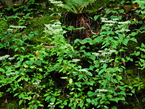 DSCN0516