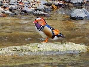 DSCN2909