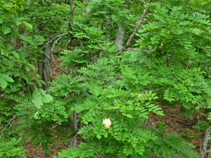 DSCN9861