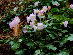 DSCN6164