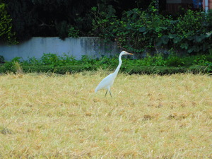 DSCN9676