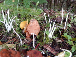 DSCN0380