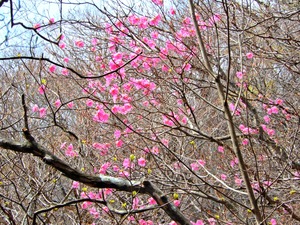 DSCN9451