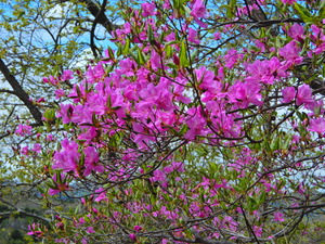 DSCN0044
