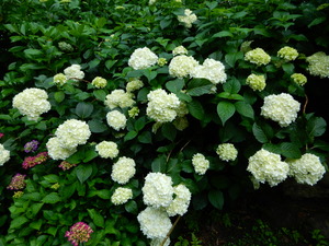 DSCN9967