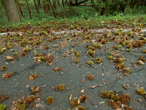 DSCN0519