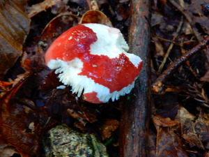 DSCN0276