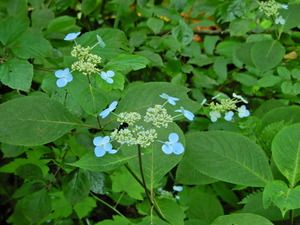 DSCN9733