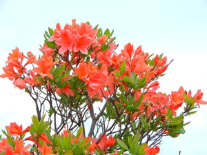 DSCN9636