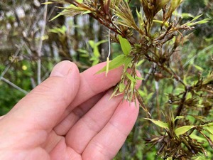 IMG_0140