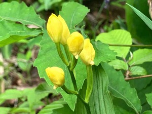 IMG_2950