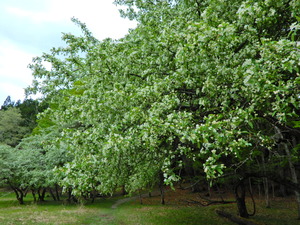 DSCN9627