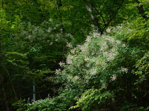 DSCN0602