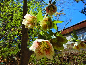 DSCN0463
