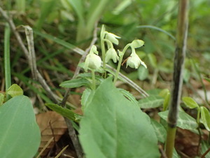 P6060010