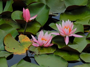DSCN0449