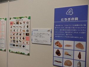 L11