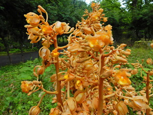DSCN0346