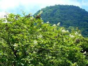 DSCN0605
