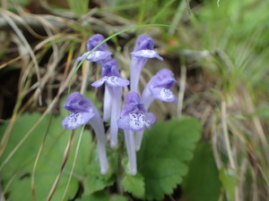 P6060021