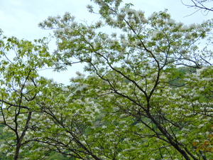 DSCN9967