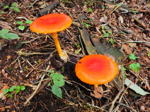 DSCN0865