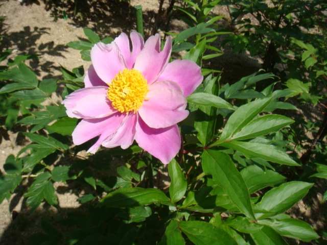 牡丹の木から芍薬が咲いた 塩原温泉 彩つむぎ 女将の独り言