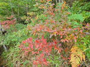 DSCN0130